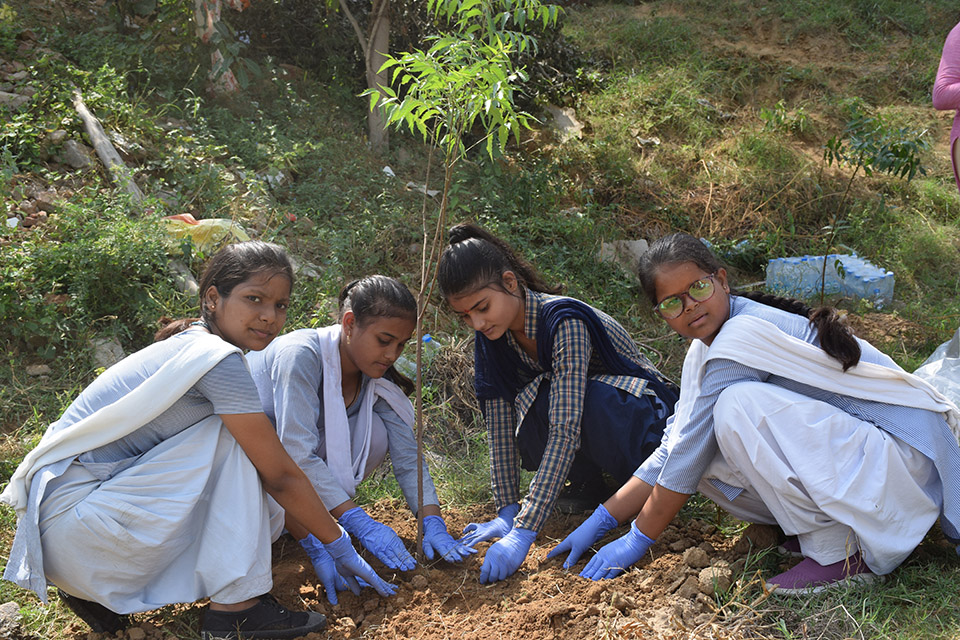 GEP Tree Plantaion